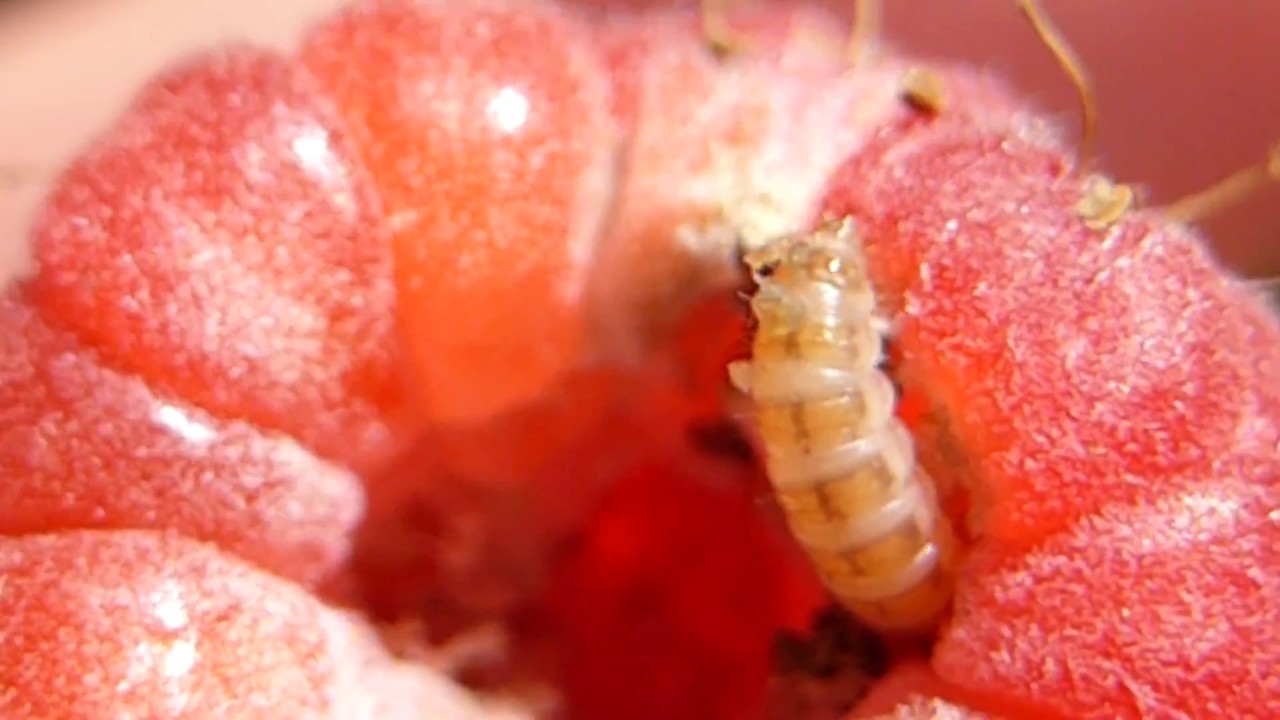 White maggots - Raspberry Fruitworms - Hvítar lirfur - Hindiberjalirfa - Skordýr