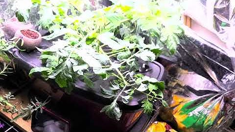 Last GroBucket update 2020 season.