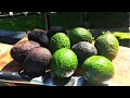 Как порезать авокадо? Как едят авокадо?  Как выбрать авокадо?🥑