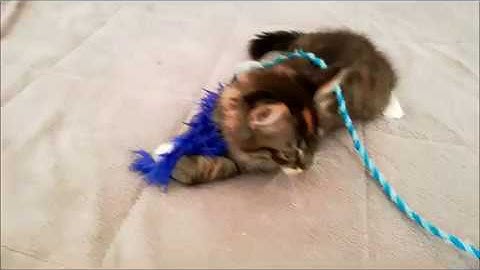 Watch the video about Turkish angora kitten playing