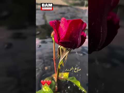 صباح الخير مع مزمار حزين جدا يبين حزن القلوب جميل جدا و قمه في الابداع و التصميم