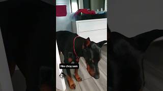 Doberman nie chce iść sam na spacer