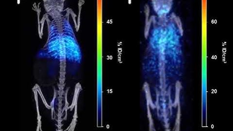 Biodistribution profile of fluoride and iodine isotope-labelled nanomotors