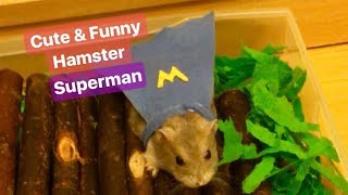 the Superman Hamster | Cute & Funny Hamster Video | ♥wukong_qq♥