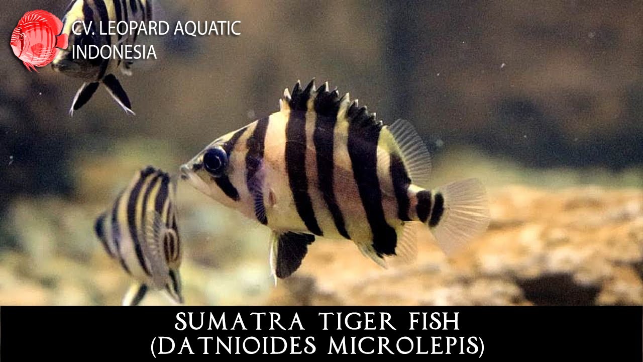 Datnioides microlepis. The MESMERIZING tiger fish! (Leopard Aquatic ...