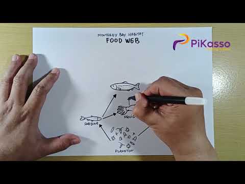 How to Draw Food Web Ocean