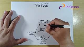 How to Draw Food Web Ocean