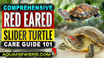 Red-Eared Slider Turtle (Trachemys scripta elegans): Care, Setup & Why They