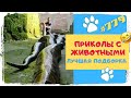 ЗАБАВНЫЕ ЖИВОТНЫЕ 😁 Лучшая Подборка 👍 Funny Animals Compilation 🐕🦍🐺