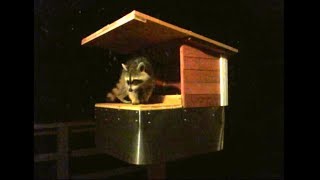Raccoon Possum Proof Cat Feeder - How to Build - Funny Raccoons trying to steal Cat Food