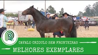 Cavalo Crioulo no Pantanal Matogrossense 