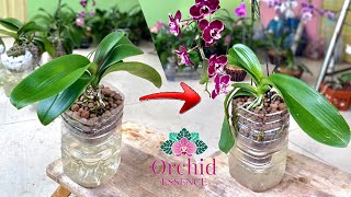 Growing Orchid In This Way The Plant Grows Very Fast And Blooms Abundantly Long | Orchid Essence