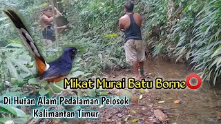 Mikat Murai Batu Di Pedalaman Hutan Pelosok Kalimantan Timur ❗