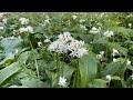 เก็บกระเทียมป่ามาทำ 3 เมนูแชบๆจ้า Foraging n Cooking with Wild Garlic #เก็บกระเทียมป่า