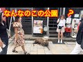 なんなのこの公園？奈良の鹿さんに衝撃を受けた外国人観光客🫎