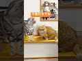 マンチカンのパンチは不意打ちでも当たらない #shorts