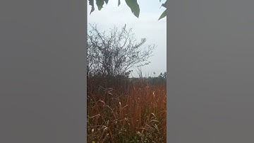 burung yg hampir punah d kmpungku!