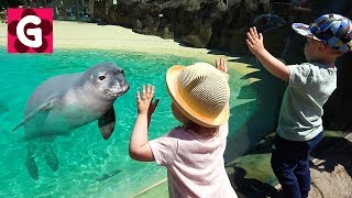 Gaby and Alex Family Fun Trip to Animals ZOO