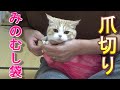 爪切りを嫌がる猫に猫用みのむし袋を試してみた【スコティッシュフォールド】