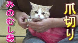 爪切りを嫌がる猫に猫用みのむし袋を試してみた【スコティッシュフォールド】