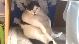 Grandma takes on 40 pound cat by GeoBeats Animals 171,158 views 2 days ago 6 minutes, 7 seconds