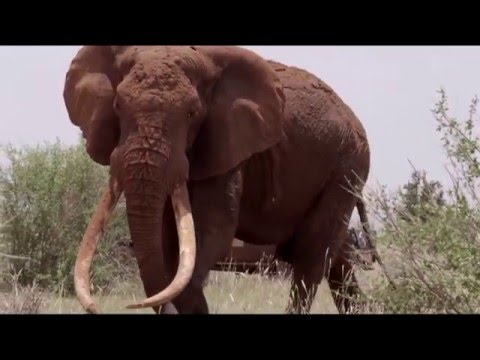 Satao - Tribute