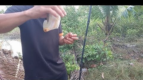 Câu Cá Rô Đồng Không Có Hốt Luôn Bầy Cá Thác Lác