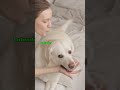 3 Dogs That Will NEVER Leave Your Side