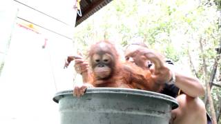 Bath Time For Baby Orangutans Orangutan Care Center Borneo Indonesia mvi 2674