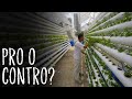 Idroponica e Acquaponica: QUAL Ãˆ LA DIFFERENZA?
