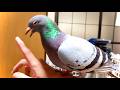 ハト　怒る