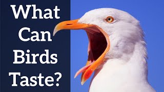 What Can Birds Taste?  Not as Much as You Think