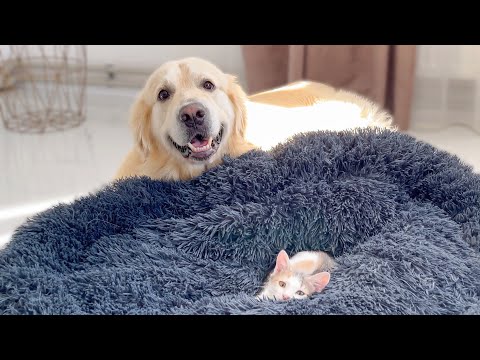 Golden Retriever is doing everything possible to remove the Kitten from his bed!