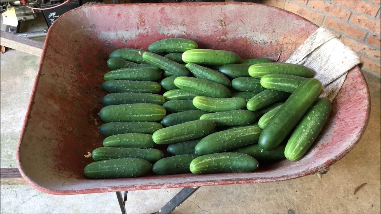 Harvesting Tasty Jade Cucumbers and testing a new aquaponics growing