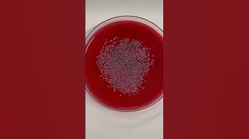 Laboratory#laboratory #science #laboratorytechniques #labtechnition #science #lab #biotechnology #yt