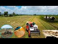 La vida del campo en republica dominicana cosechandoarroz la vida del campo