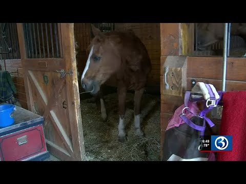 Woman's dying wish granted as she gets to visit childhood horse