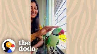 Pretty Wild Parrot Visits Woman's Balcony Every Single Day | The Dodo Wild Hearts