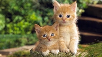 Anak Kucing Mengeong - Efek Suara