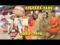 Альпака-парк🦙Ошка-парк🐺в Белом Колодце💛Воронежская область