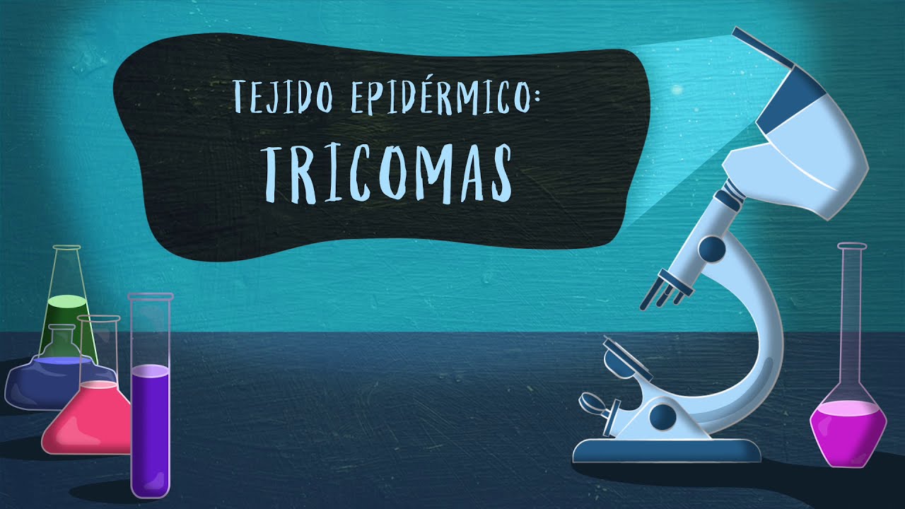 Corte Vegetal 9 - Tejido Epidérmico: Tricomas