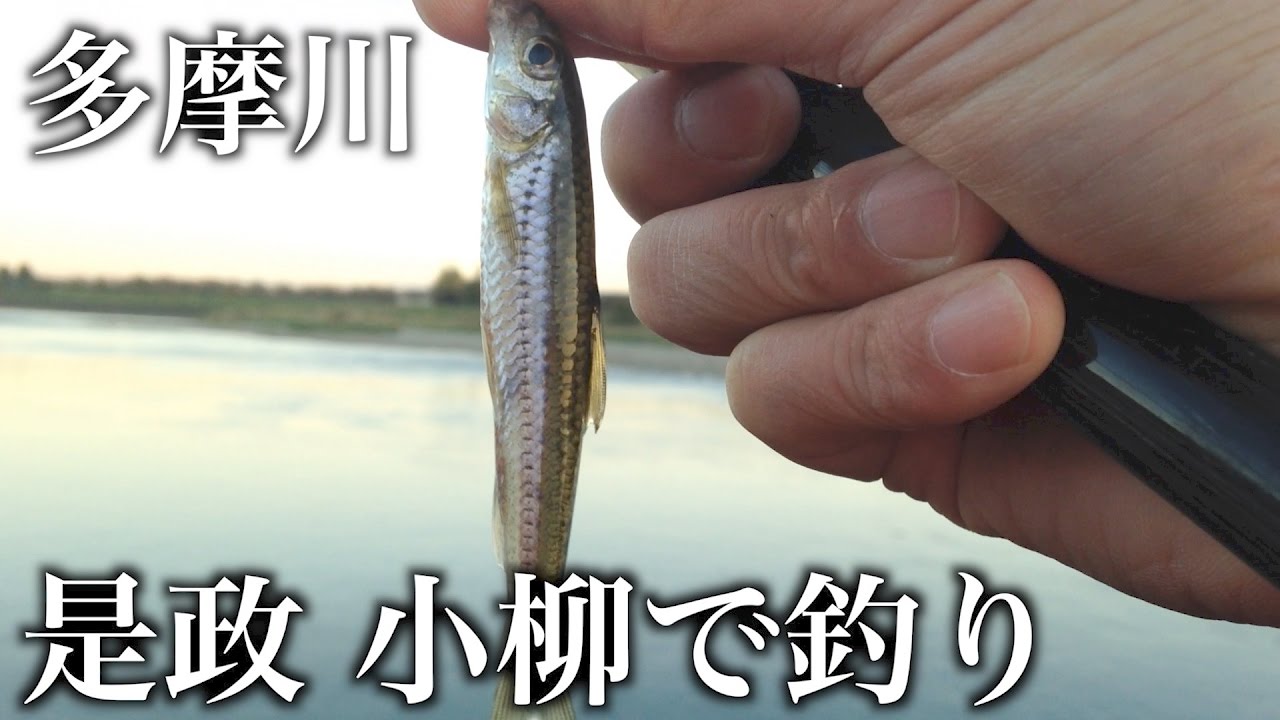 多摩川 是政 小柳で釣り もう寒いじゃんか 11月 Youtube