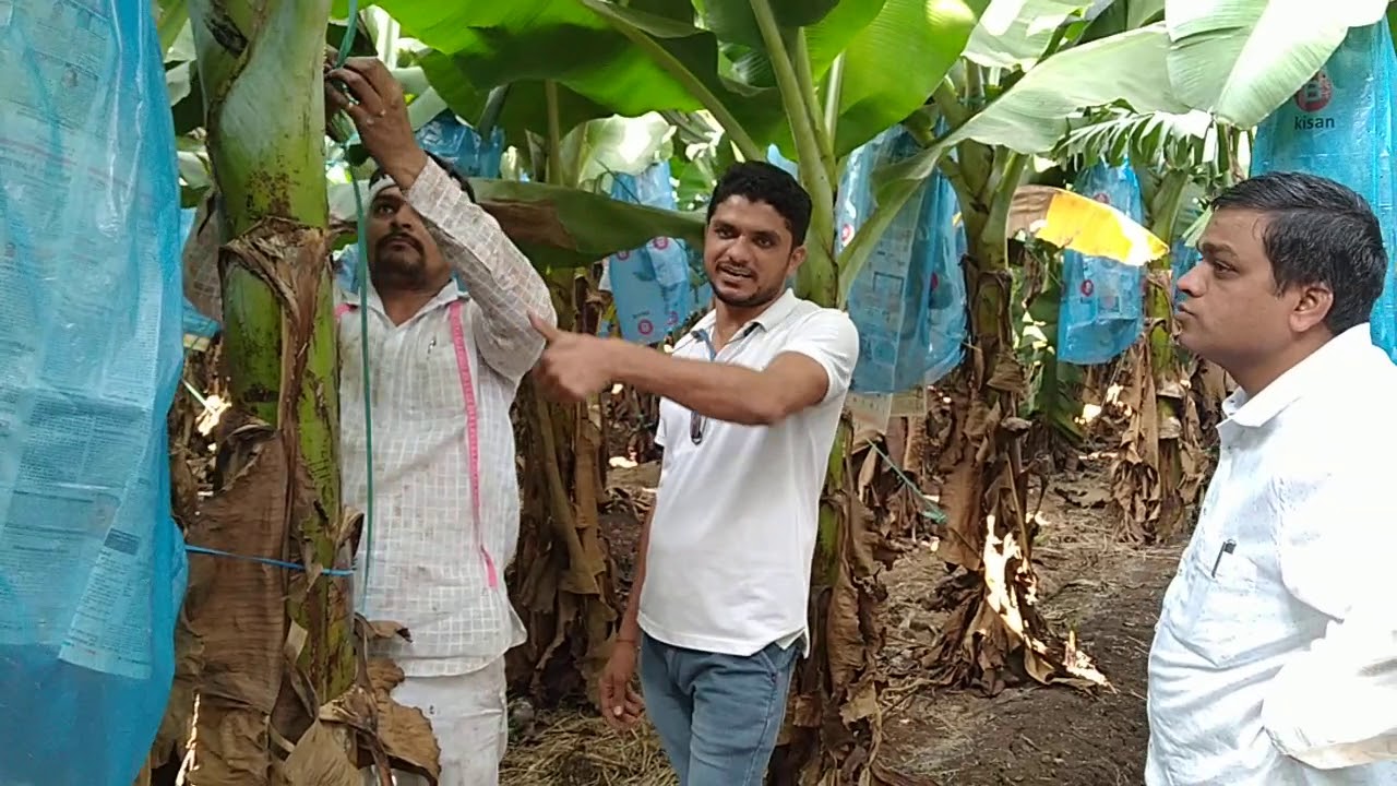 360 -BALRAM KISAN केले में रस्सी बांधने का तरीका बांस लगाने की आवश्यक्ता नही किसान पाठशाला9424538222