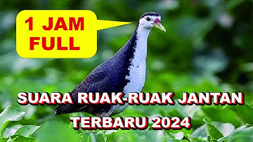 SUARA RUAK RUAK 2024 | JERNIH FULL 1 JAM
