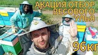 СБОР МЁДА (АКАЦИЯ) !!!2024!!! РЕЗУЛЬТАТ