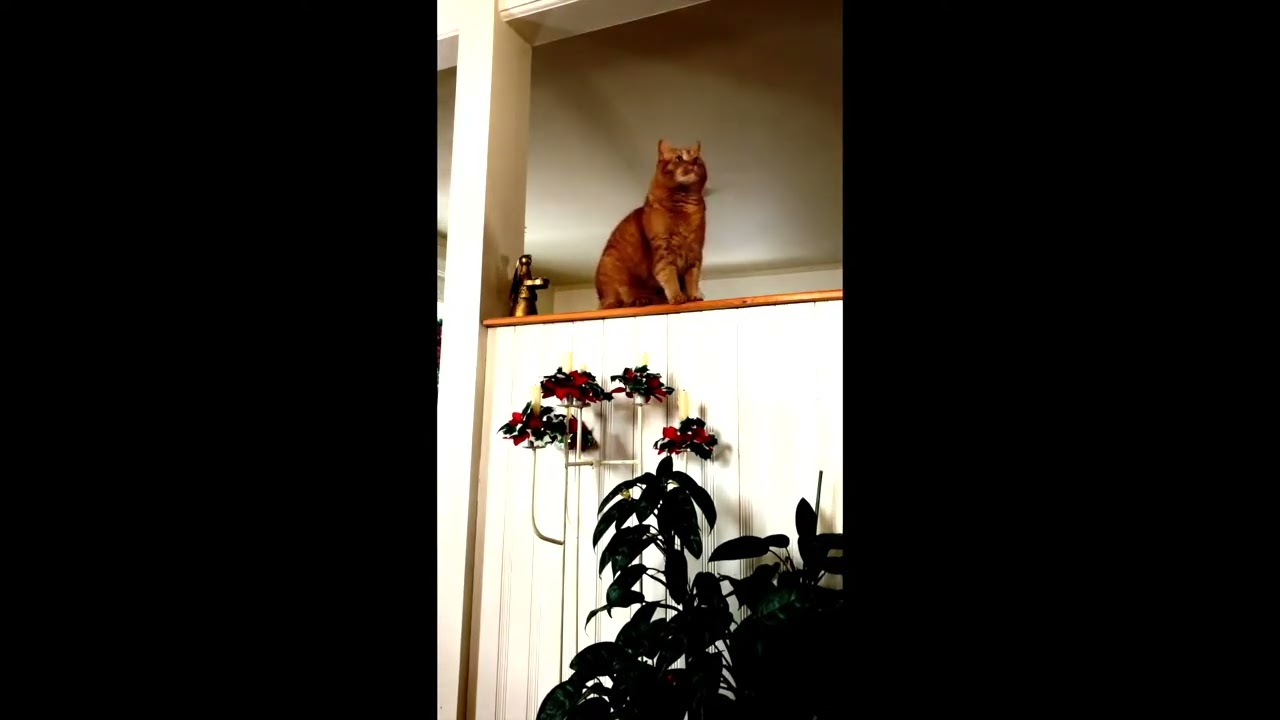 Cat video | Cat Trick Shots- Wilson’s Paper Ball Skills Are Unreal 🐾🏆