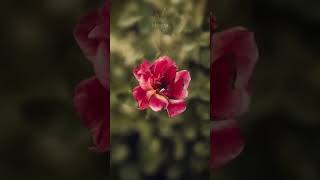 Editing a RED flower with lightroom and Photoshop - idsreza screenshot 2