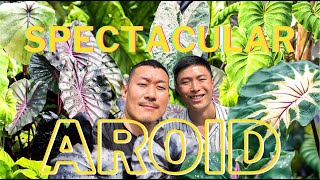 COLOCASIA  All You Need to Know About this Highly Underrated AROID | Discover RARE Varieties!