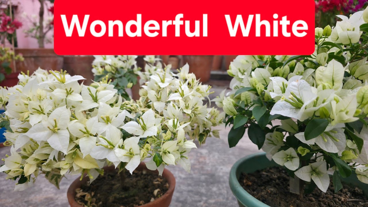 Wonderful White Bougainvillea 