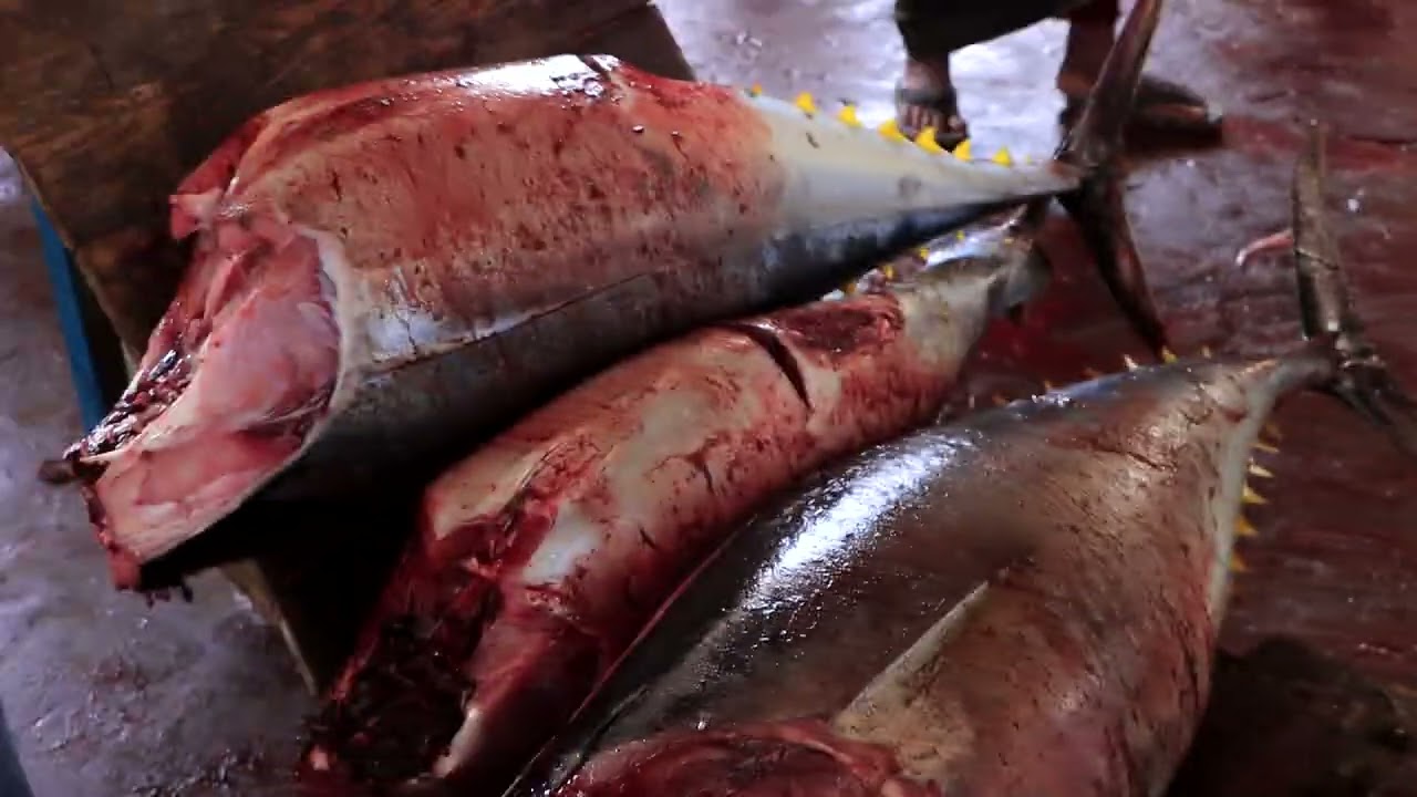 “Shacabka Degmada Kismaayo ayaa si weyn u fahmay faa’iidada caafimaad ee hilibka kalluunka,